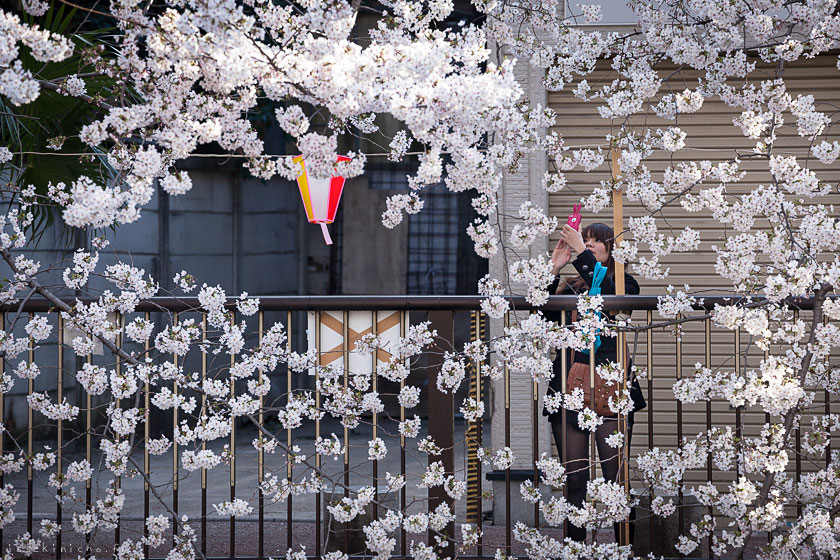 tokyo ohanami cerisiers japon