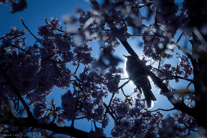 japon cerisiers tokyo ohanami