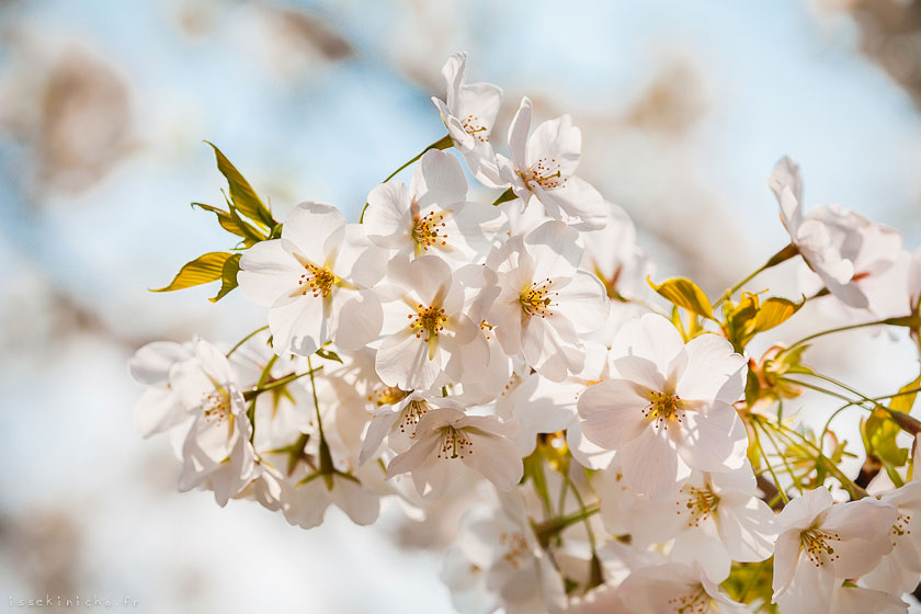 Tokyo ohanami cerisiers japon