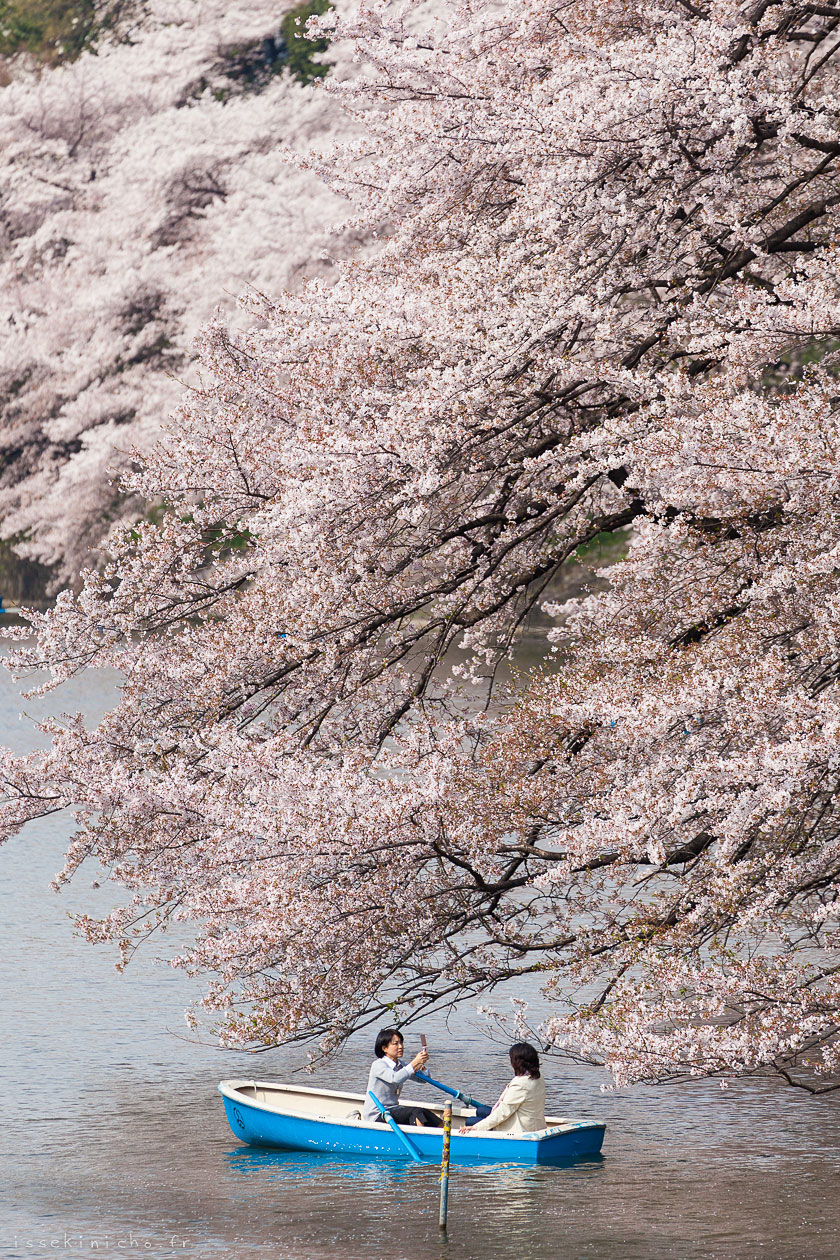 tokyo ohanami japon cerisiers