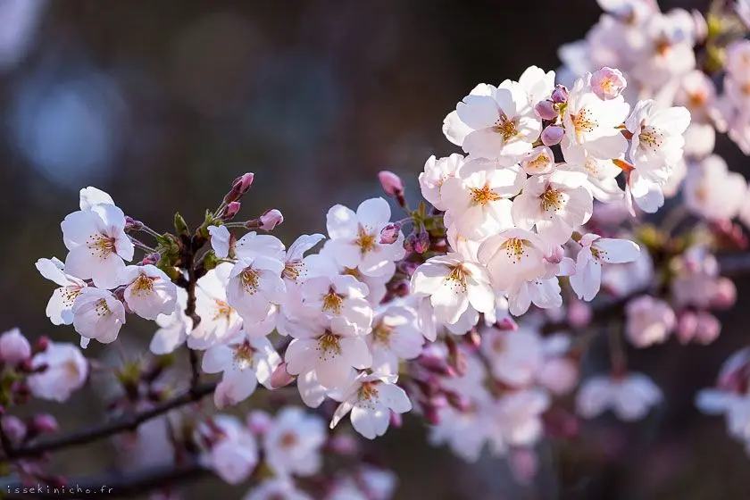 tokyo ohanami cerisiers japon