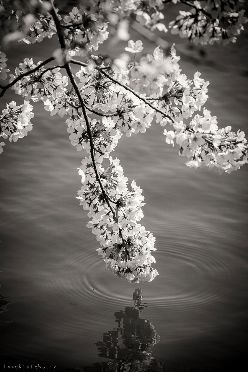 tokyo ohanami cerisiers japon