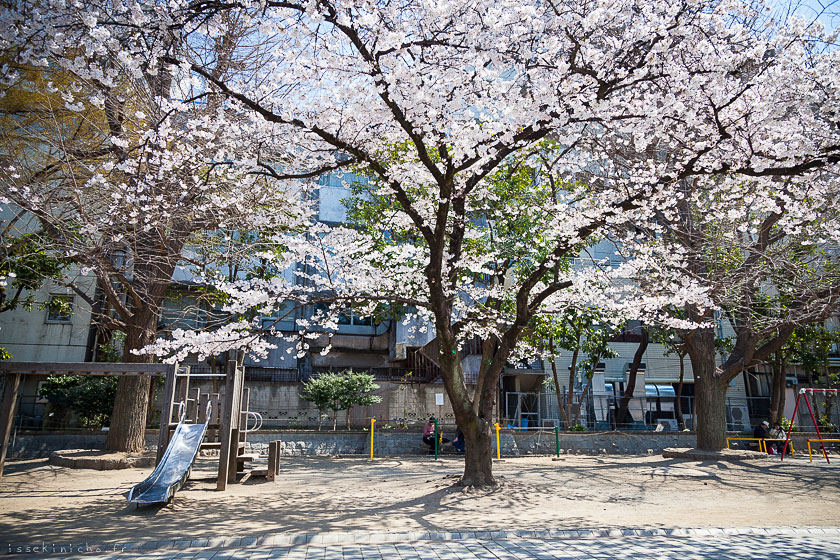 Tokyo ohanami cerisiers japon