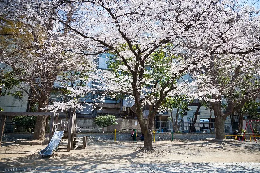Tokyo ohanami cerisiers japon