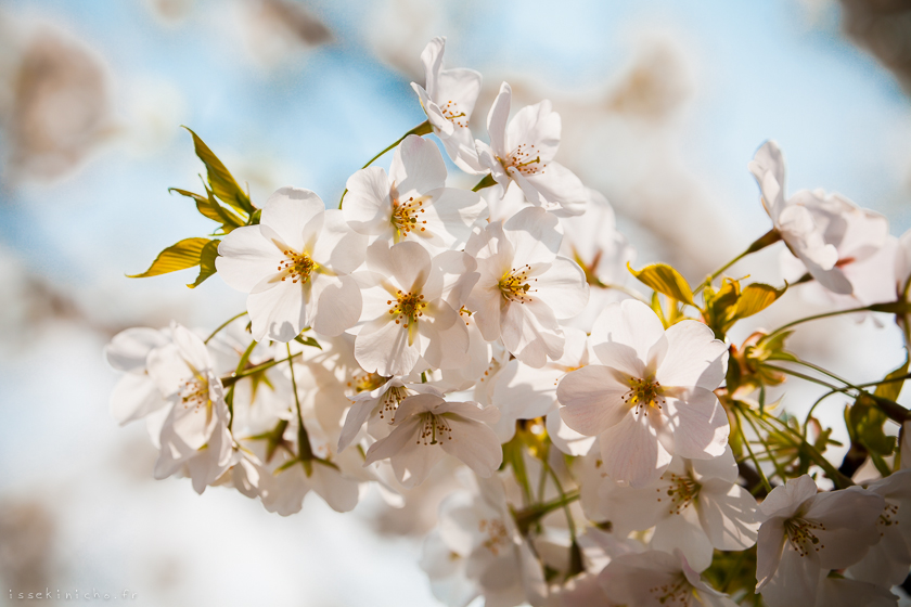 Cerisiers japon tokyo ohanami