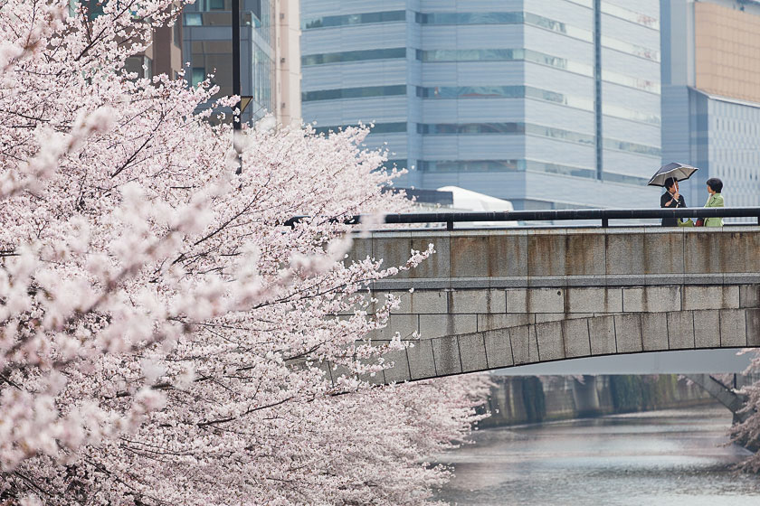 tokyo ohanami japon cerisiers