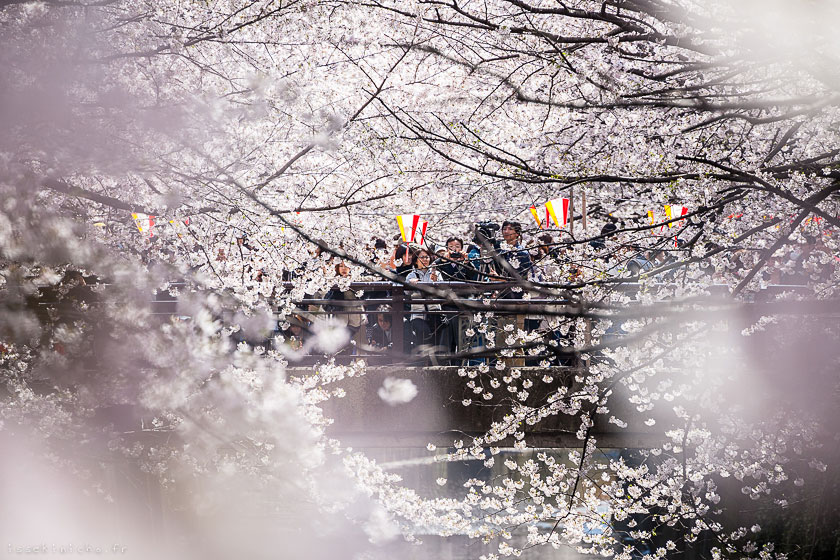 Tokyo ohanami cerisiers japon