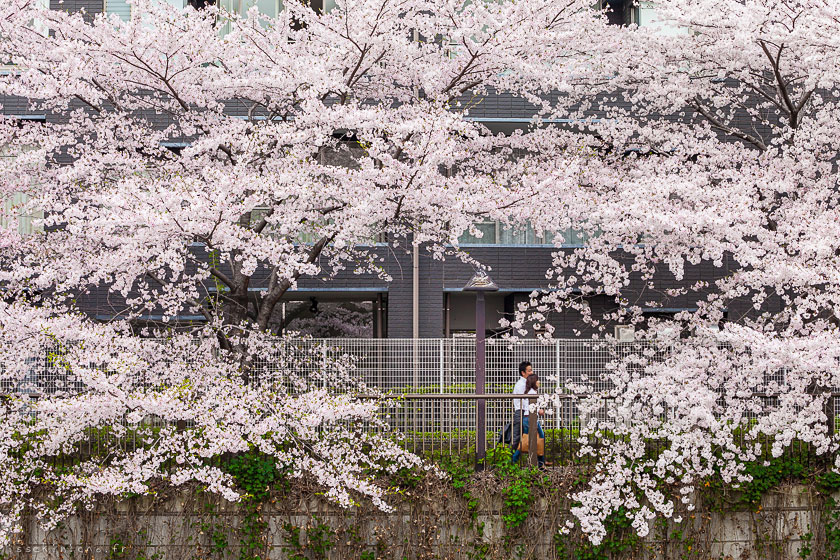 tokyo ohanami cerisiers japon