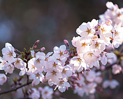 Photo d'un cerisier en fleurs au Japon