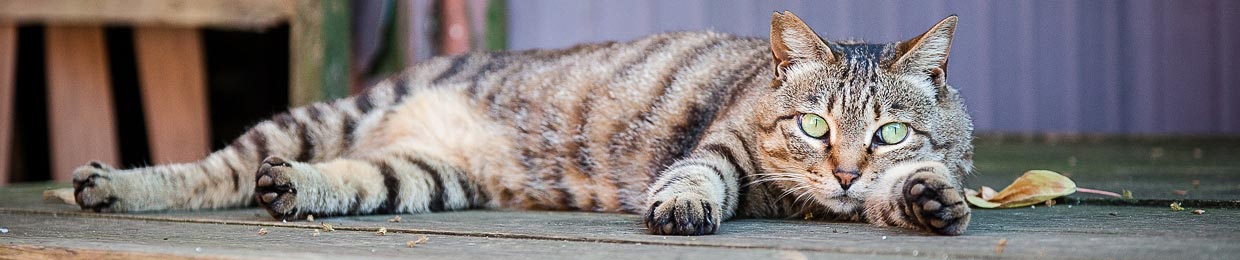 chat couché