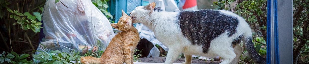 deux chats du Japon devant des poubelles
