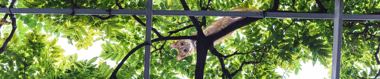 photo de chat au Japon