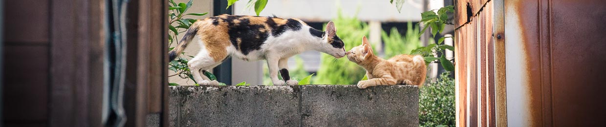 photo de chats au Japon