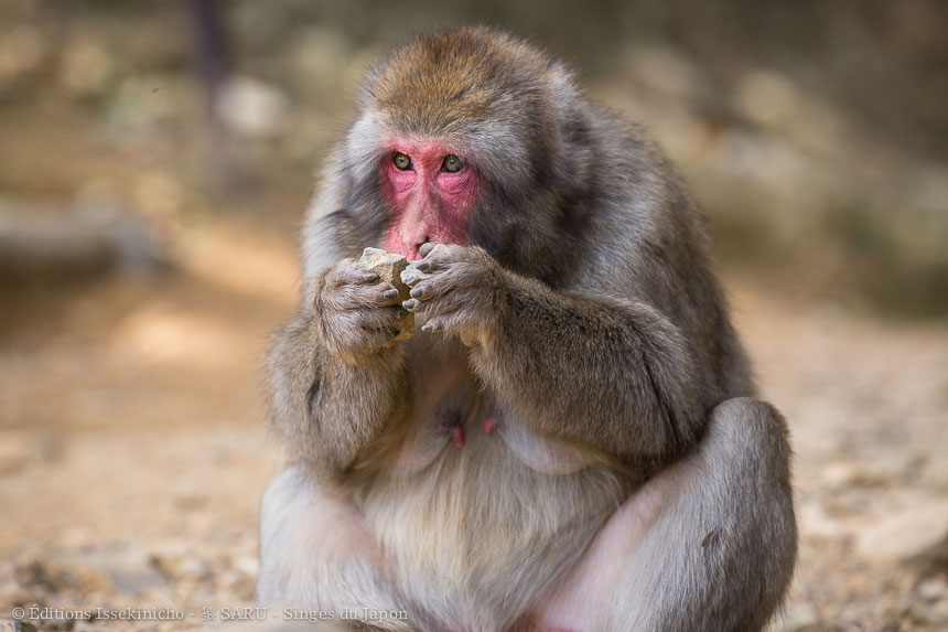 singe, japon, monkey, japan, snowmonkey, snow monkey, macaque, macaca fuscata, saru, nihonzaru