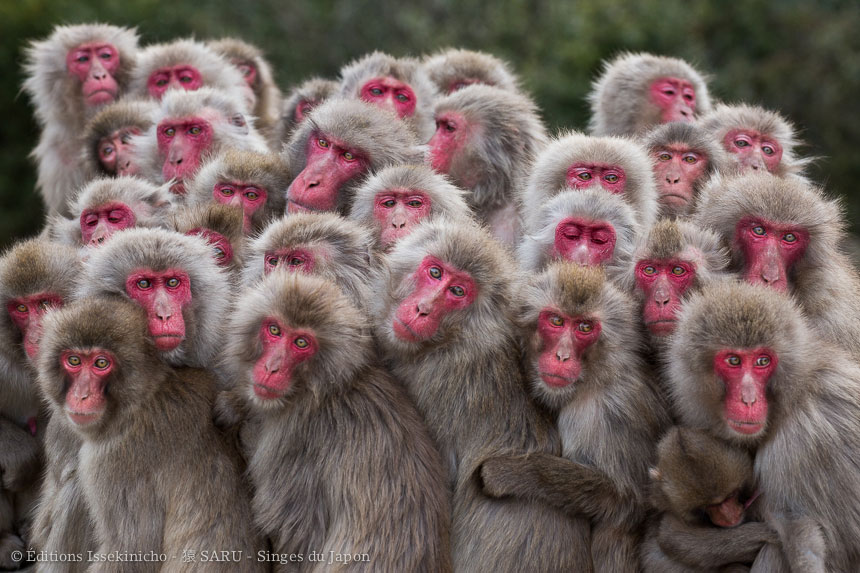 singe, japon, monkey, japan, snowmonkey, snow monkey, macaque, macaca fuscata, saru, nihonzaru