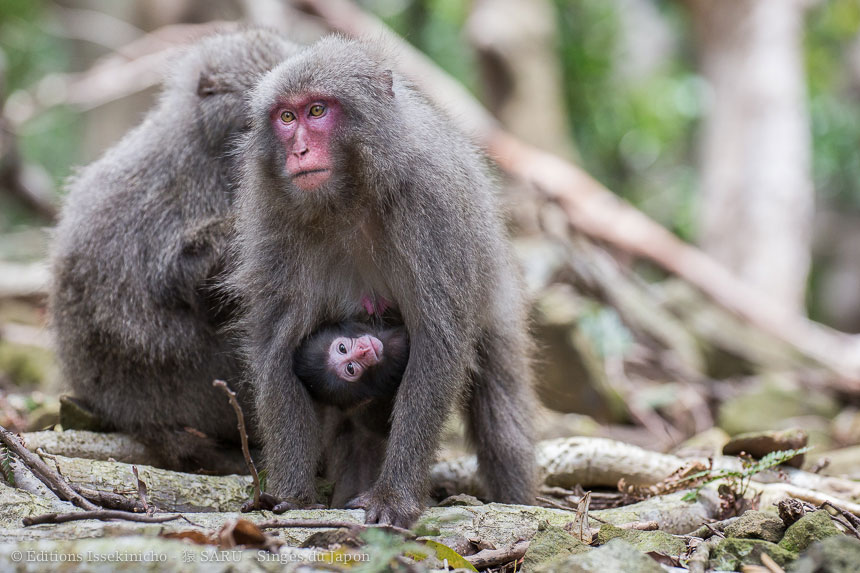 singe, japon, monkey, japan, snowmonkey, snow monkey, macaque, macaca fuscata, saru, nihonzaru