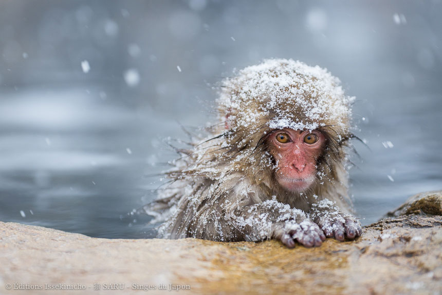 singe, japon, monkey, japan, snowmonkey, snow monkey, macaque, macaca fuscata, saru, nihonzaru