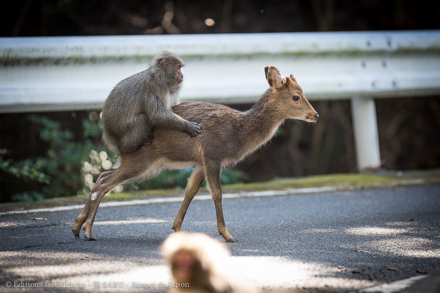 singe, japon, monkey, japan, snowmonkey, snow monkey, macaque, macaca fuscata, saru, nihonzaru