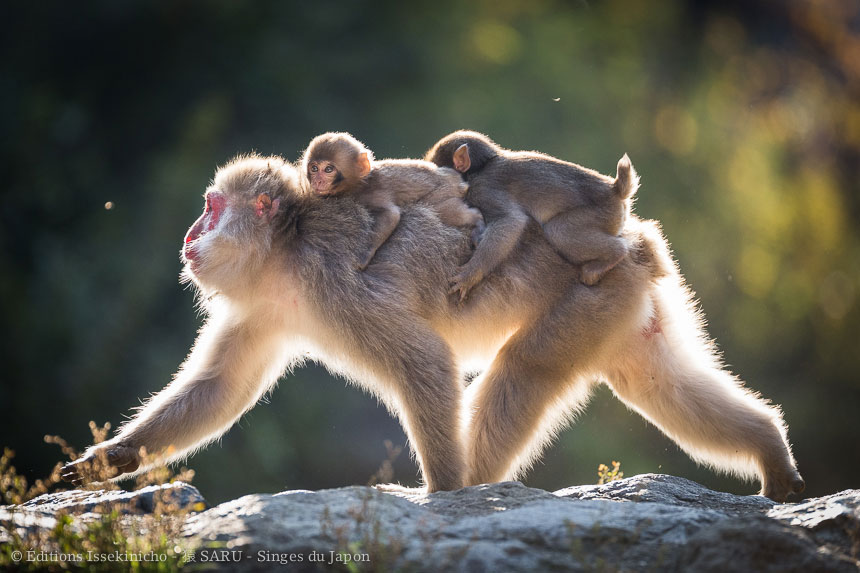 singe, japon, monkey, japan, snowmonkey, snow monkey, macaque, macaca fuscata, saru, nihonzaru