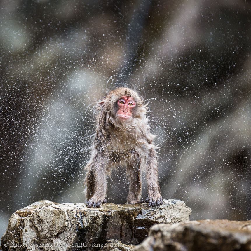 singe, japon, monkey, japan, snowmonkey, snow monkey, macaque, macaca fuscata, saru, nihonzaru