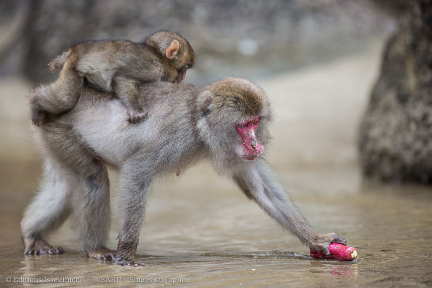 singe, japon, monkey, japan, snowmonkey, snow monkey, macaque, macaca fuscata, saru, nihonzaru