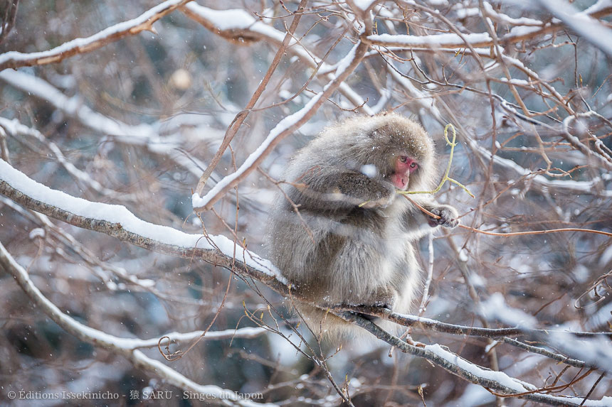 singe, japon, monkey, japan, snowmonkey, snow monkey, macaque, macaca fuscata, saru, nihonzaru