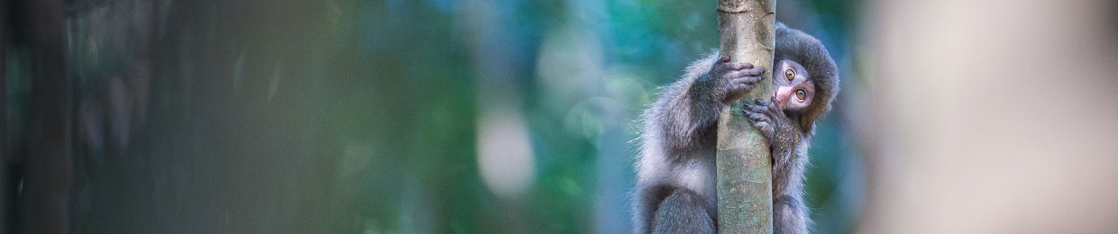 Saru, singes du Japon, livre photo animalière