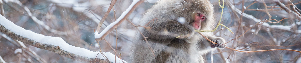 Saru, singes du Japon, livre photo animalière