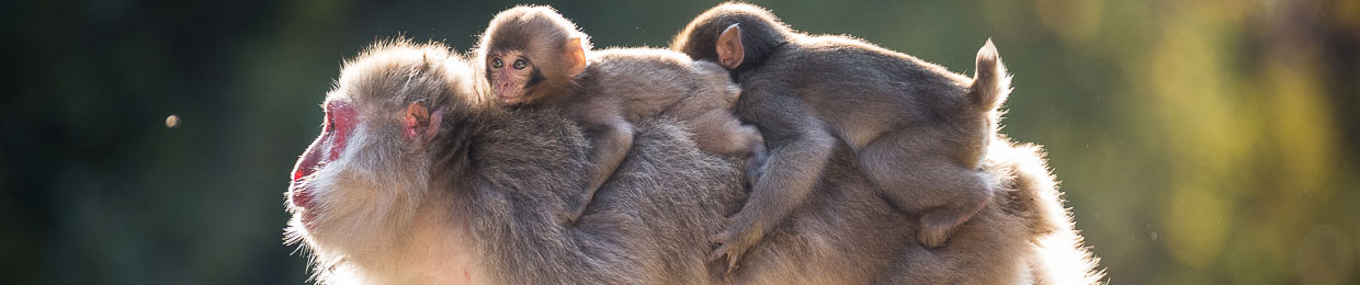 Saru, singes du Japon, livre photo animalière