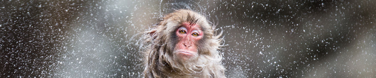 Saru, singes du Japon, livre photo animalière