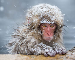 photo singe du Japon