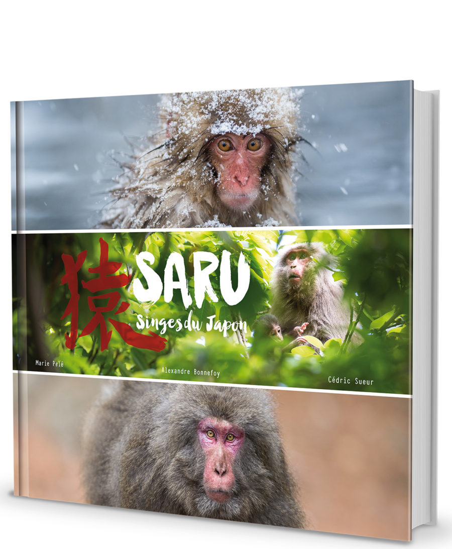 Saru Singes du Japon - couverture du livre