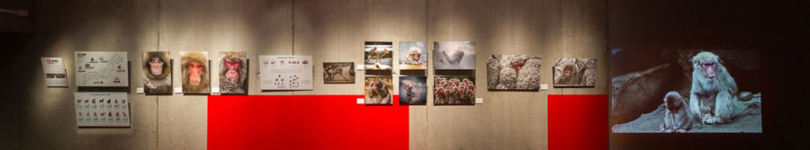 exposition photos sur les singes du Japon